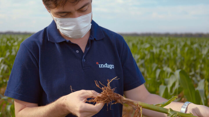Indigo lança websérie que mostra produção de biológico e resultados no campo