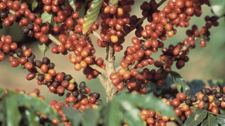 Tecnologia auxilia o produtor no controle das principais pragas do café e hortifrúti
