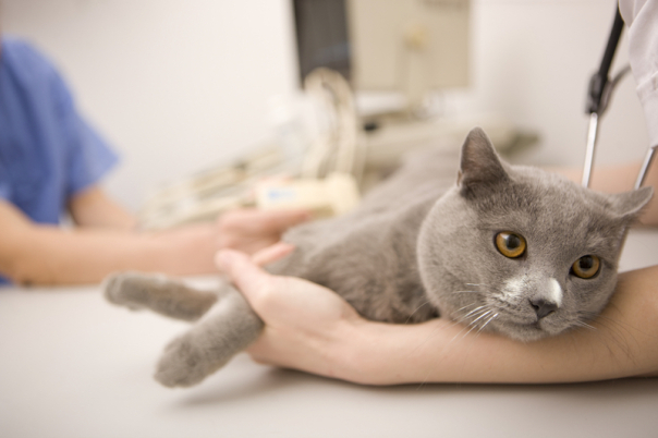Atendimento de emergência: saiba quando é necessário levar um animal ao hospital veterinário