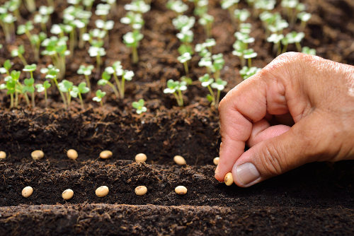 Como o uso de sementes orgânicas podem ajudar no plantio?