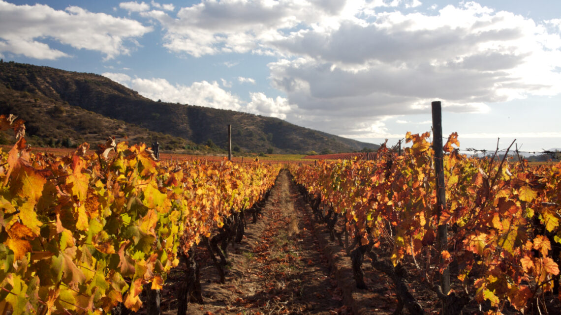 Mercado de vinhos no país registra alta no primeiro quadrimestre do ano