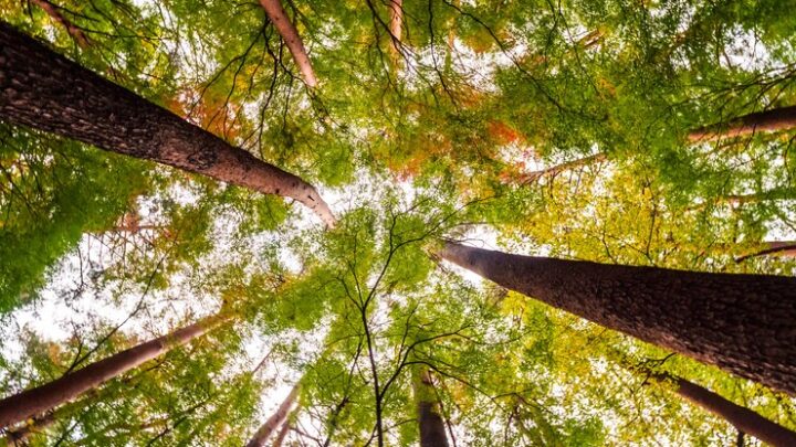 Cirion publica seu primeiro Relatório de Sustentabilidade (ESG)