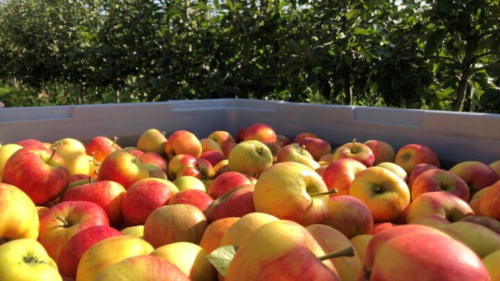 Interfel e a União Europeia estimulam consumo de maçãs
