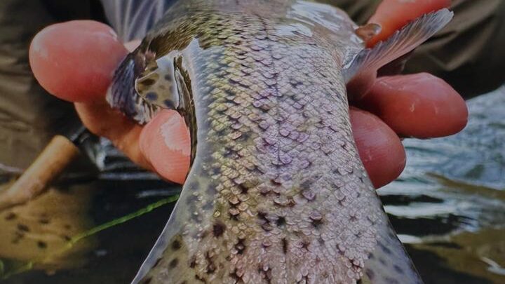 Documentário brasileiro sobre a pesca da truta vence Festival na Espanha