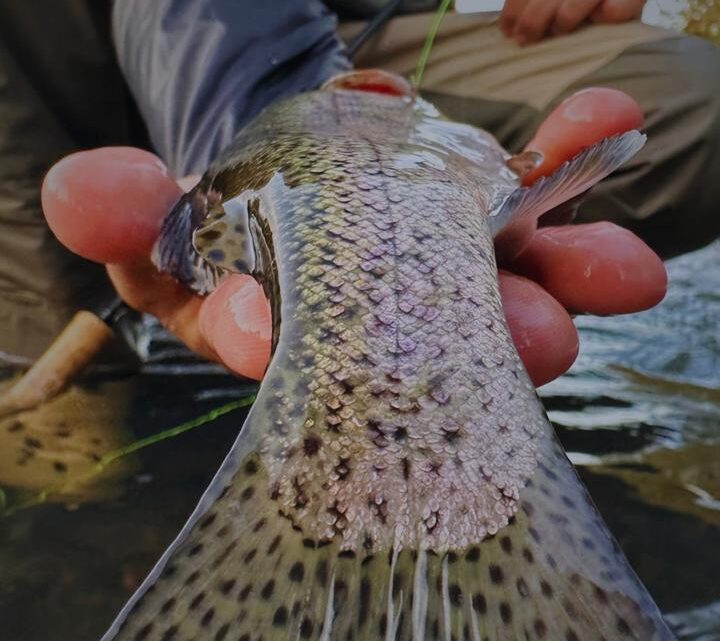 Documentário brasileiro sobre a pesca da truta vence Festival na Espanha
