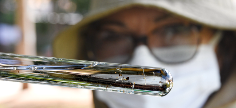 TIRA-DÚVIDAS: “Vivemos a maior epidemia de Dengue da história do país”