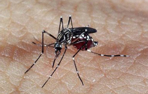 Brasil registra mais de 1,5 milhão de casos prováveis de dengue