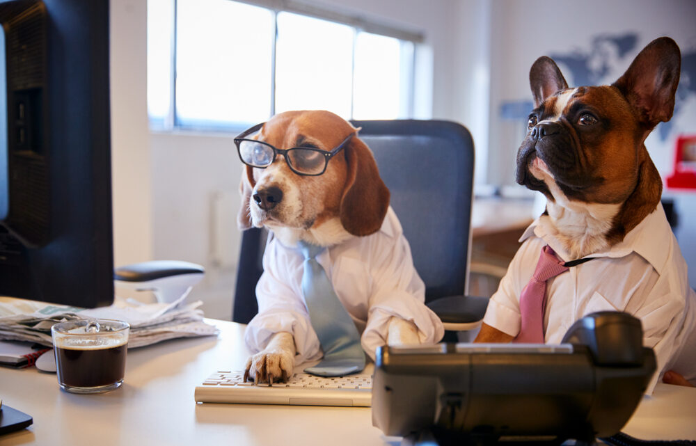 Imobiliária auxilia na busca por imóveis ideais para pets