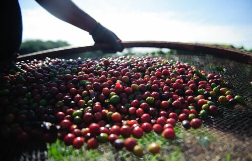 Agricultura brasileira ultrapassa R$ 1,14 trilhão no Valor Bruto da Produção