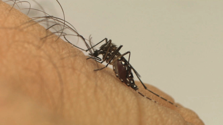 DENGUE: 288 municípios estão em estado de emergência devido ao aumento de casos da doença