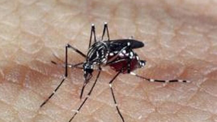 Em 2024, o Brasil já registrou mais de 2,6 milhões de casos prováveis de dengue