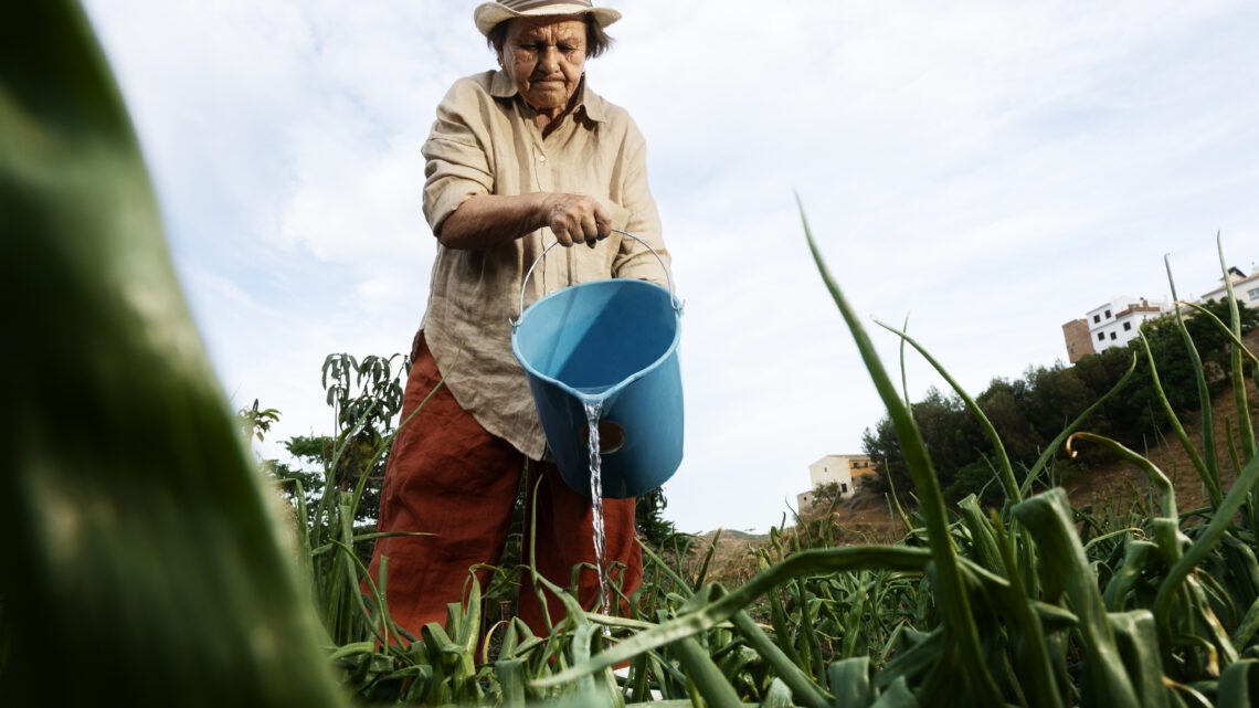 Garantia-Safra libera recursos para agricultores familiares de nove estados do Nordeste e de MG