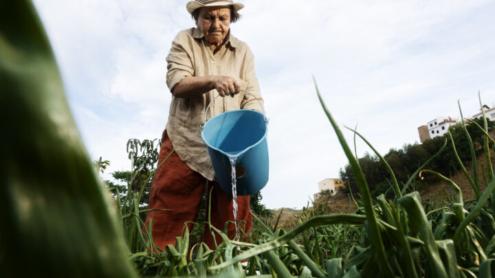 Garantia-Safra libera recursos para agricultores familiares de nove estados do Nordeste e de MG