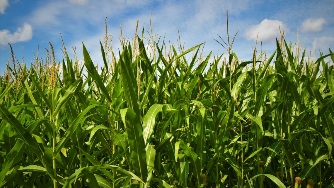 Conab divulga estimativa de produção de soja e milho