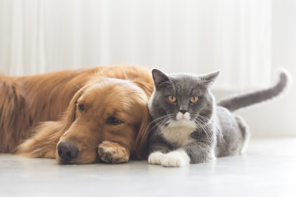 Hill’s Pet apresenta alimento coadjuvante para pacientes com câncer no Brasil