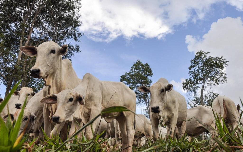 Boi gordo fica mais barato após queda de 0,04% no preço da arroba de 15kg