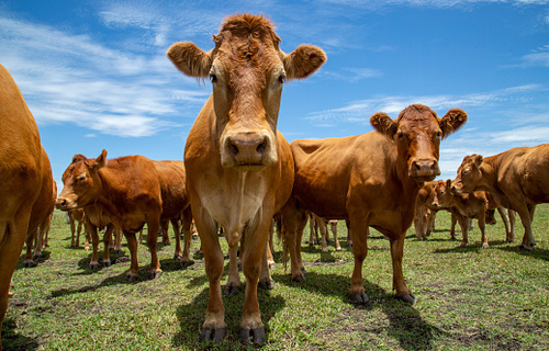 Boi gordo registra queda de 0,14% no preço e produto é negociado a R$ 231,80