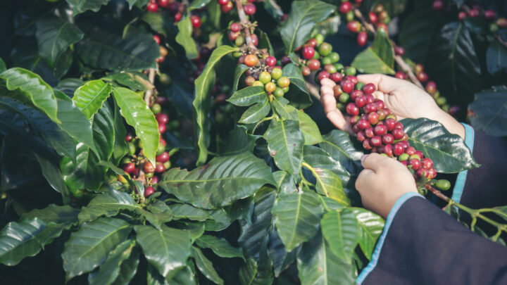 Café arábica começa a semana mais barato