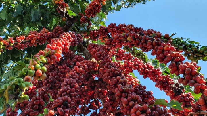 Café arábica fica mais caro, após sequência de quatro dias de queda no preço