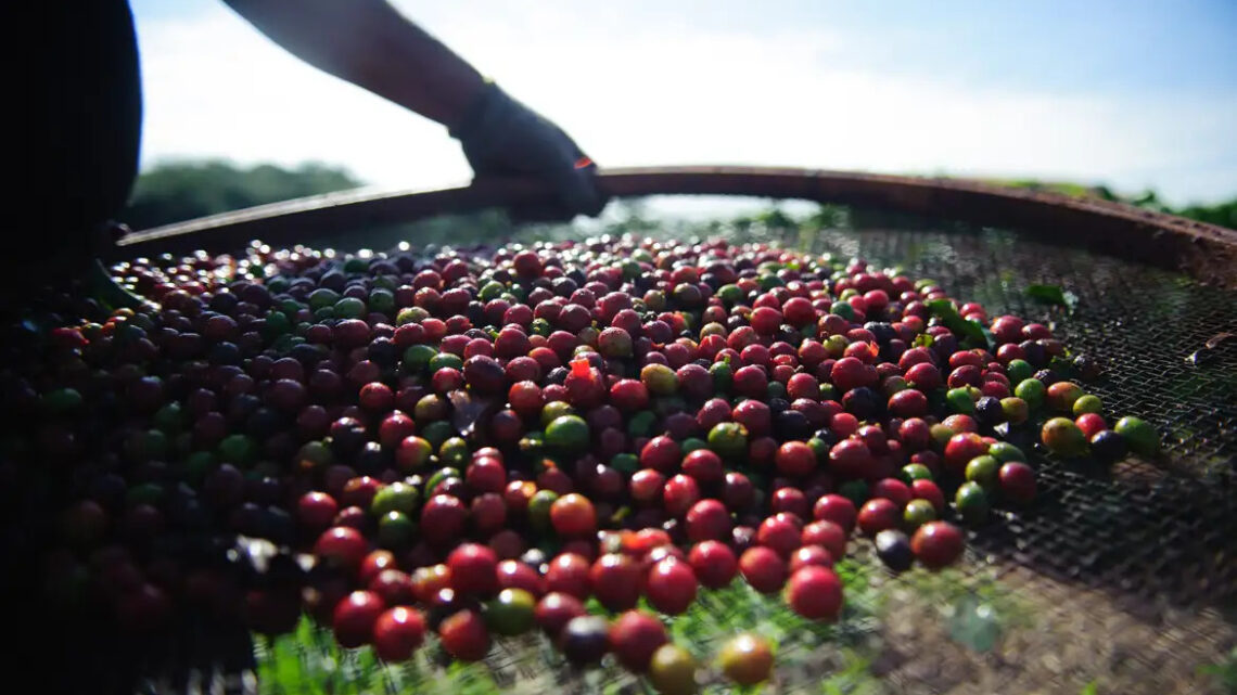 Café arábica sobe 0,86% e inicia a semana custando R$ 1.125,17
