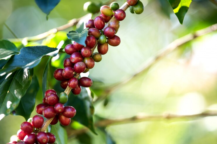 Café em tendência de alta