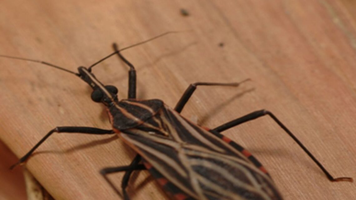 DOENÇA DE CHAGAS: 80% dos pacientes que recebem marcapasso no Hospital de Base de Brasília (DF) têm a doença; problema persiste no país e ameaça populações em vulnerabilidade social