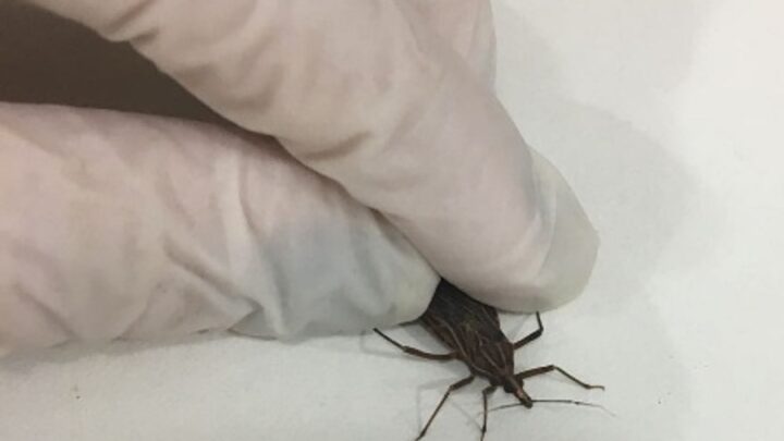 DOENÇA DE CHAGAS: Amapá foi segundo estado com maior número de casos da doença em 2023