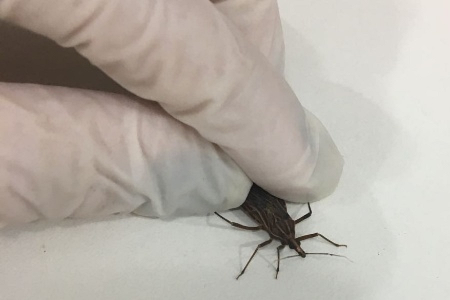 DOENÇA DE CHAGAS: Amapá foi segundo estado com maior número de casos da doença em 2023