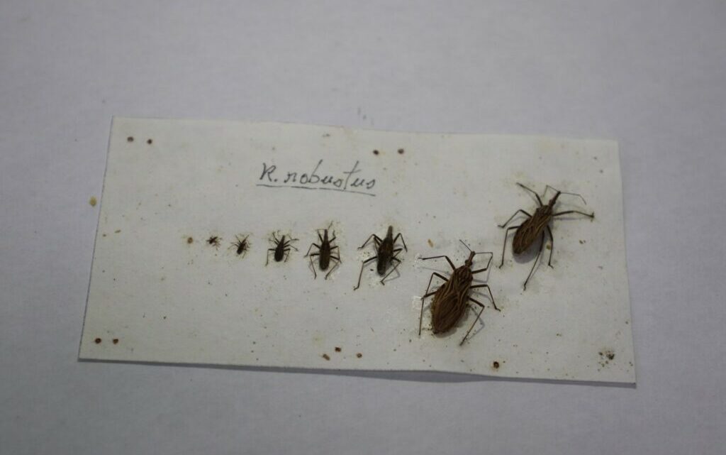 DOENÇA DE CHAGAS: Amazonas foi terceiro estado com maior número de casos da doença em 2023