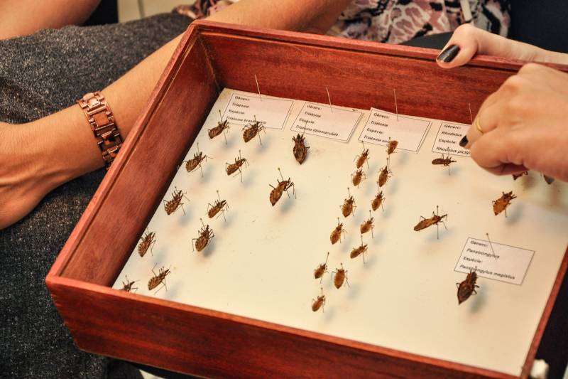 DOENÇA DE CHAGAS: Pará foi estado com maior número de casos da doença em 2023