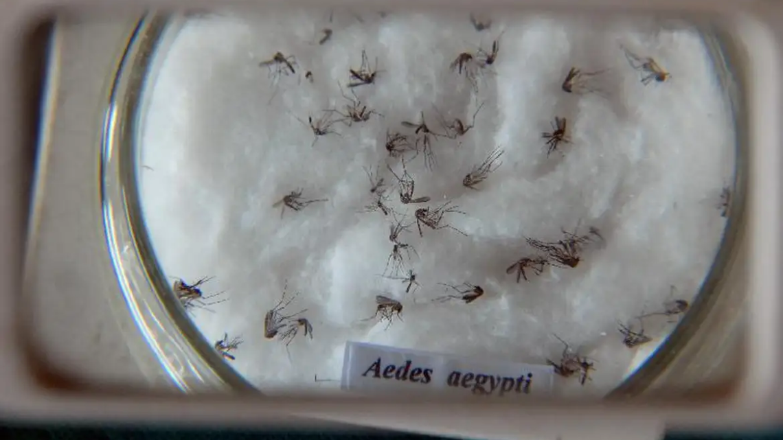 Em meio à epidemia de dengue, Ministério da Saúde inaugura biofábrica de mosquitos não transmissores de vírus