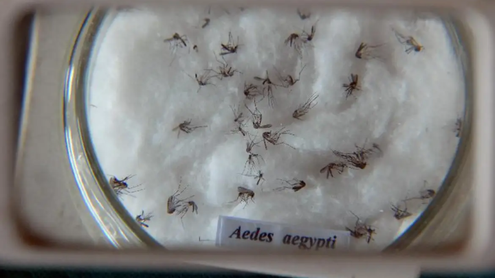 Em meio à epidemia de dengue, Ministério da Saúde inaugura biofábrica de mosquitos não transmissores de vírus