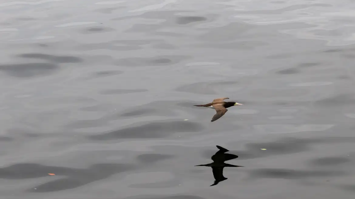 Estado de emergência zoossanitária por gripe aviária foi prorrogado por mais 180 dias