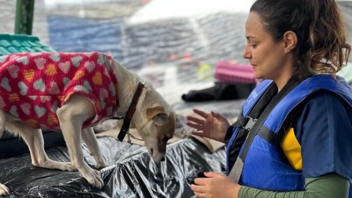 Governo Federal contribuirá com recursos no resgate e cuidado de pets no Rio Grande do Sul