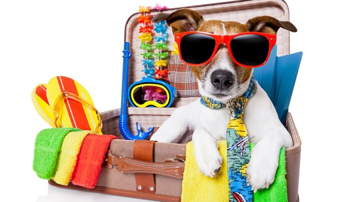 Incluir os animais de estimação na viagem requer planejamento