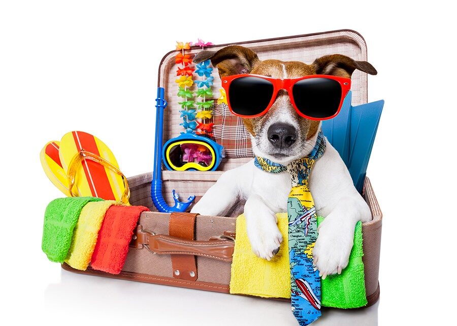 Incluir os animais de estimação na viagem requer planejamento