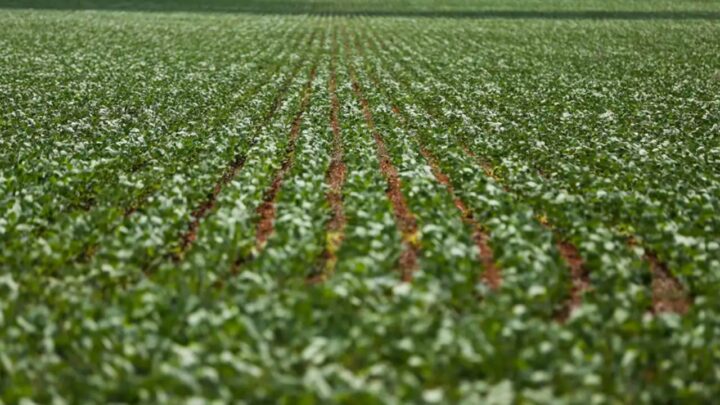 Alta do dólar eleva os preços da soja