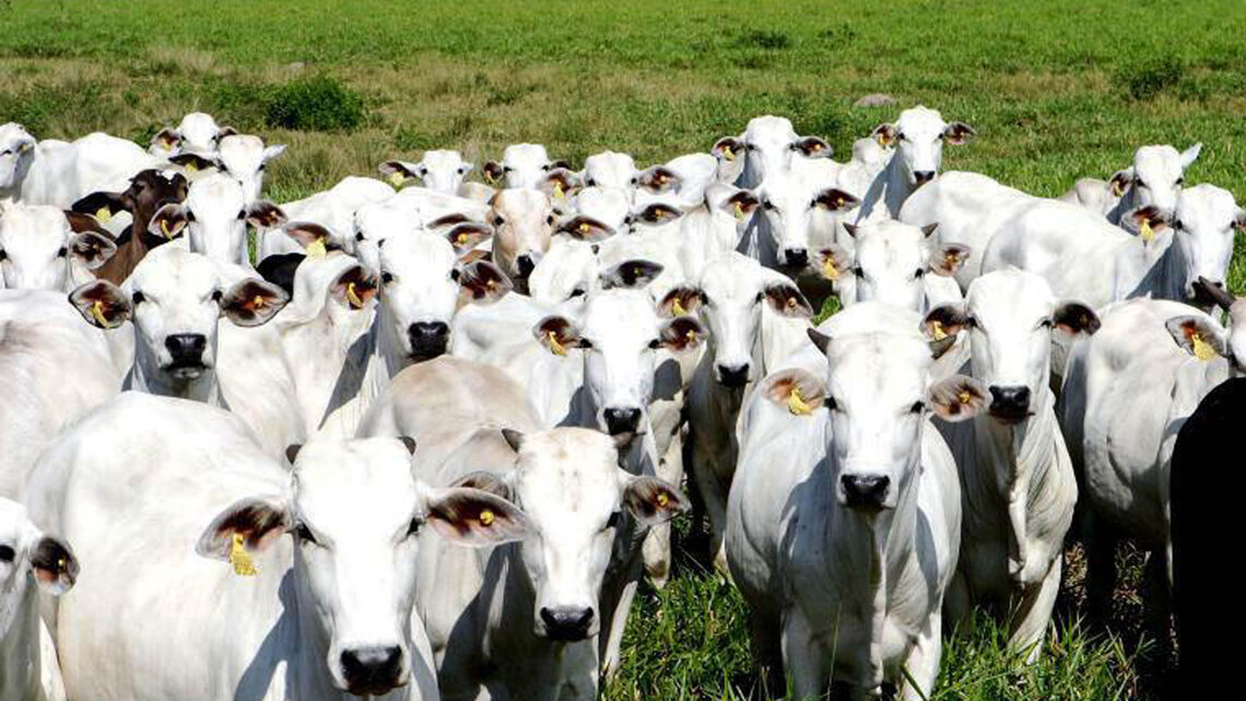 Aumento da oferta de carne reduz os preços ao consumidor