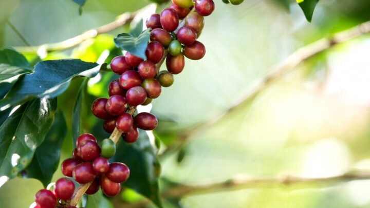 Café em forte tendência de alta
