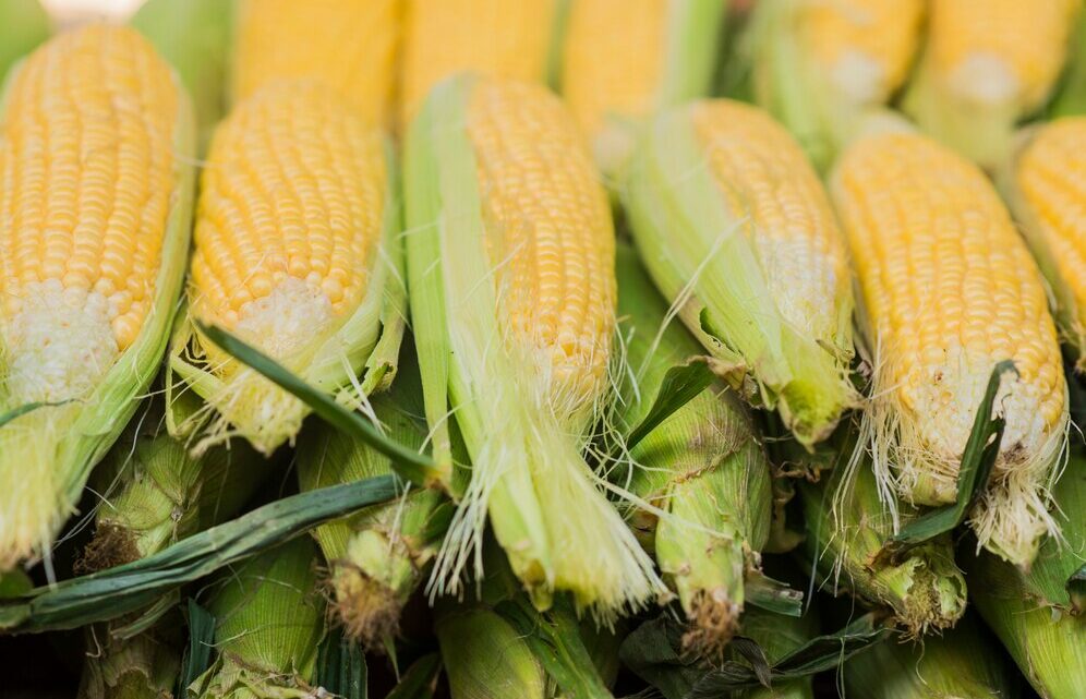 Comissão do Senado aprova isenção tributária para farelo e óleo de milho