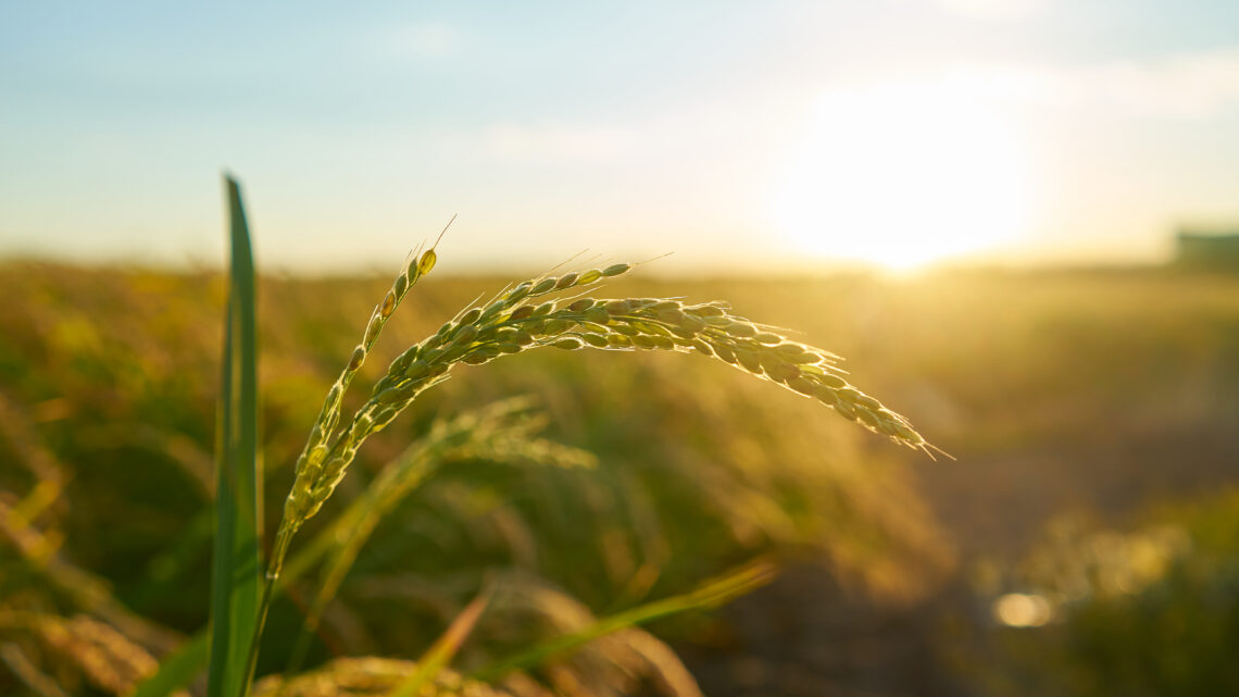 Prazo para produtores rurais emitirem o CCIR vai até 18 de julho, alerta Confederação da Agricultura e Pecuária do Brasil (CNA)
