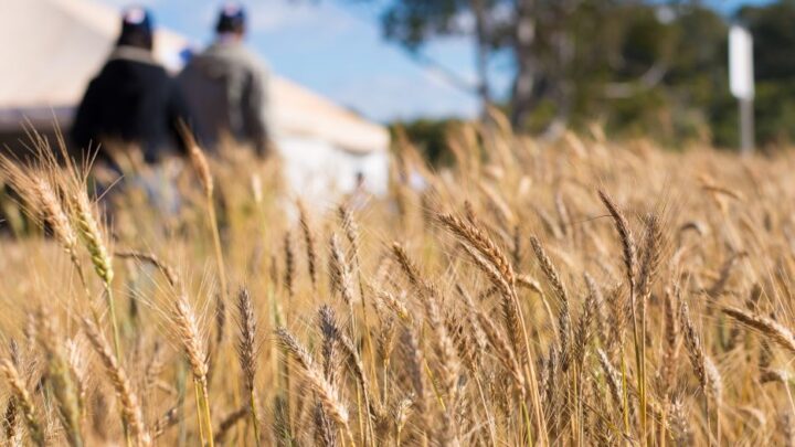 Preços da soja e do trigo caíram no último fechamento