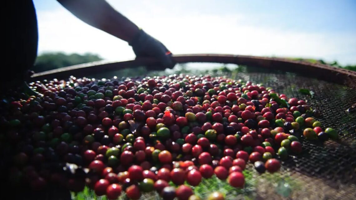 Preços do café arábica e robusta em queda
