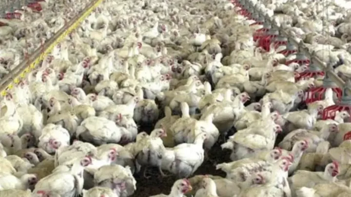Preços do frango estão estáveis