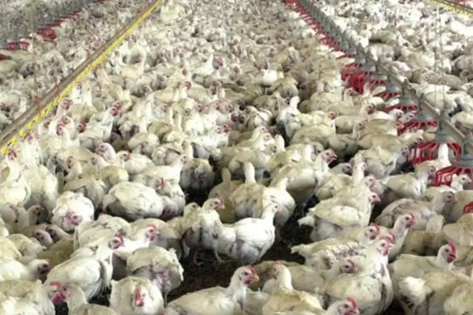 Preços do frango estão estáveis em junho