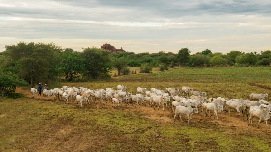 Transição para produção sustentável na agropecuária brasileira já começou, diz coordenador do Mapa