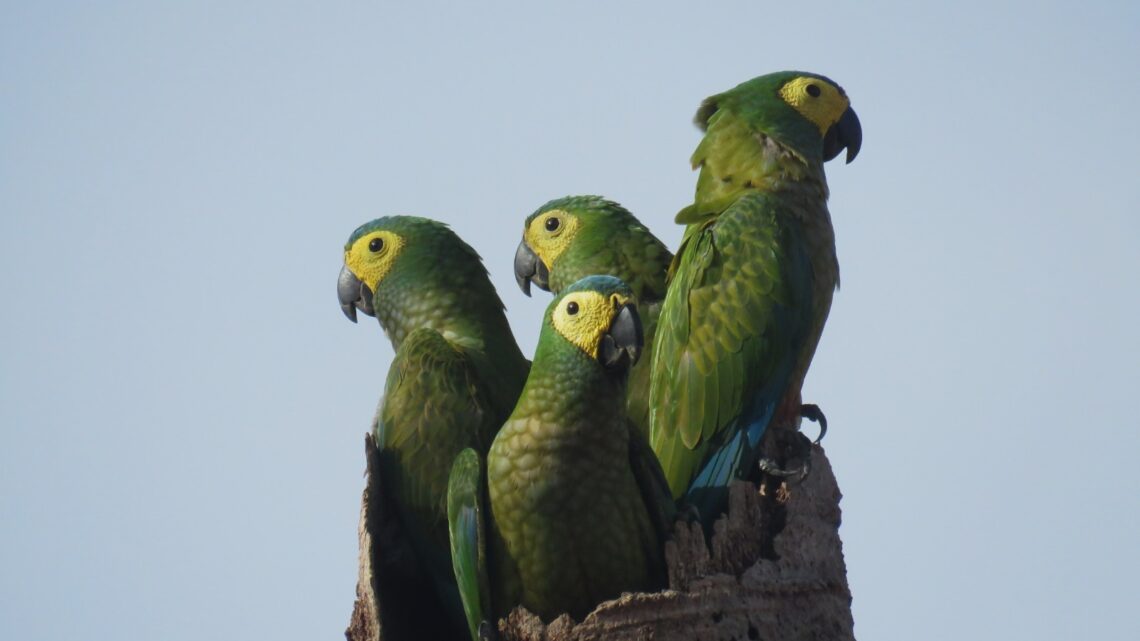 Animais silvestres são vistos em áreas do Grupo BBF