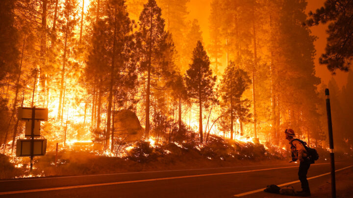 Ocorrências de incêndios florestais representam prejuízos para a sociedade