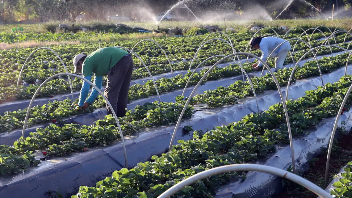 Plano Safra 24/25: juros mais baixos em dez linhas de crédito para a agricultura familiar