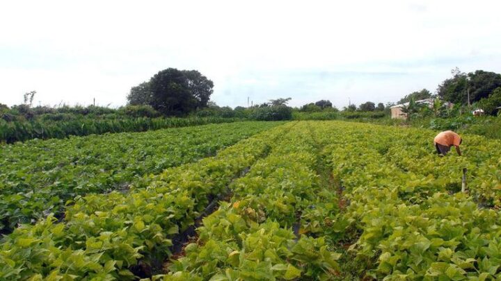 Nova lei busca reduzir burocracia para declaração do Imposto Territorial Rural (DITR)